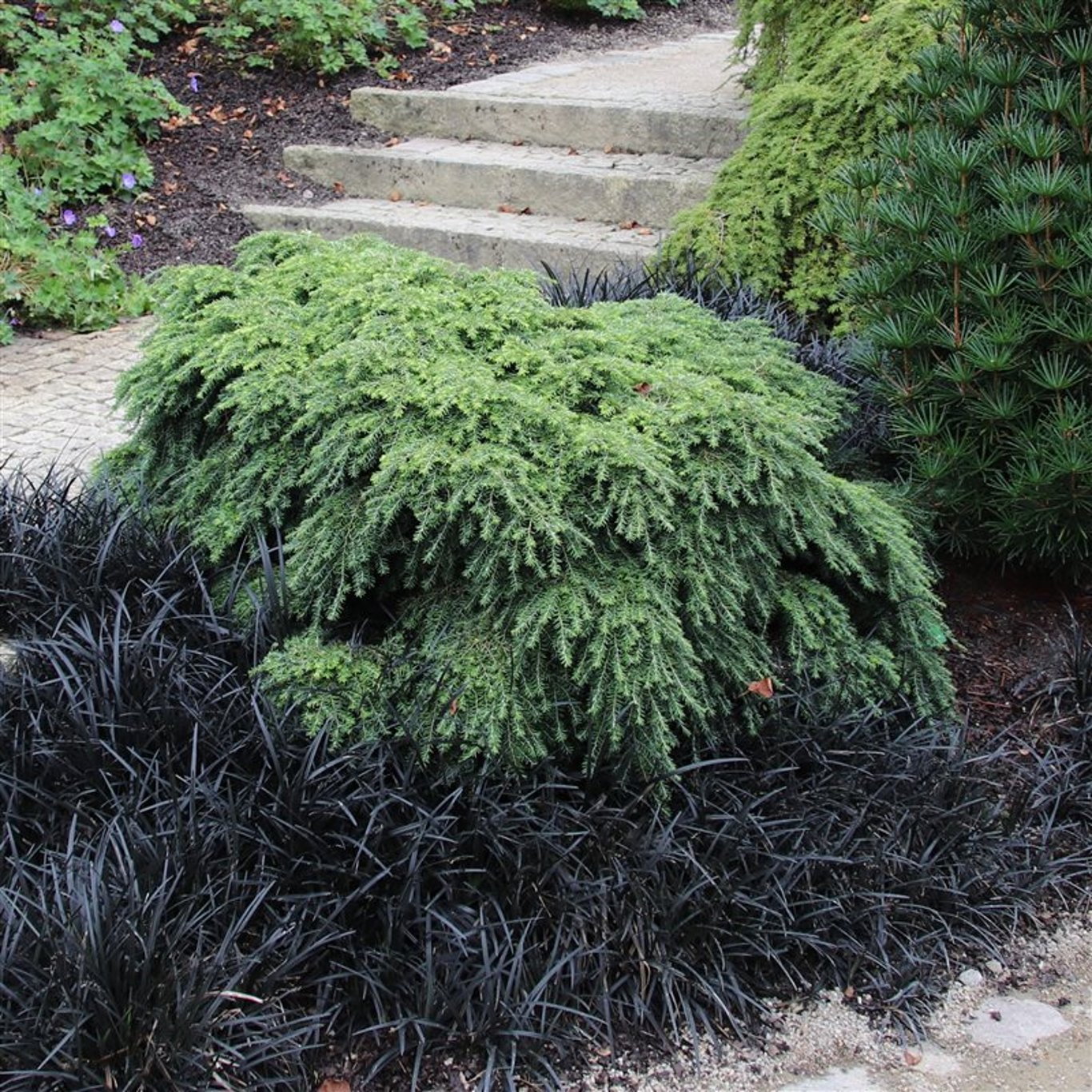 Tsuga can. 'Jeddeloh' - C3 25-30 CM